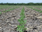 Soybeans June 16, Planted June 1