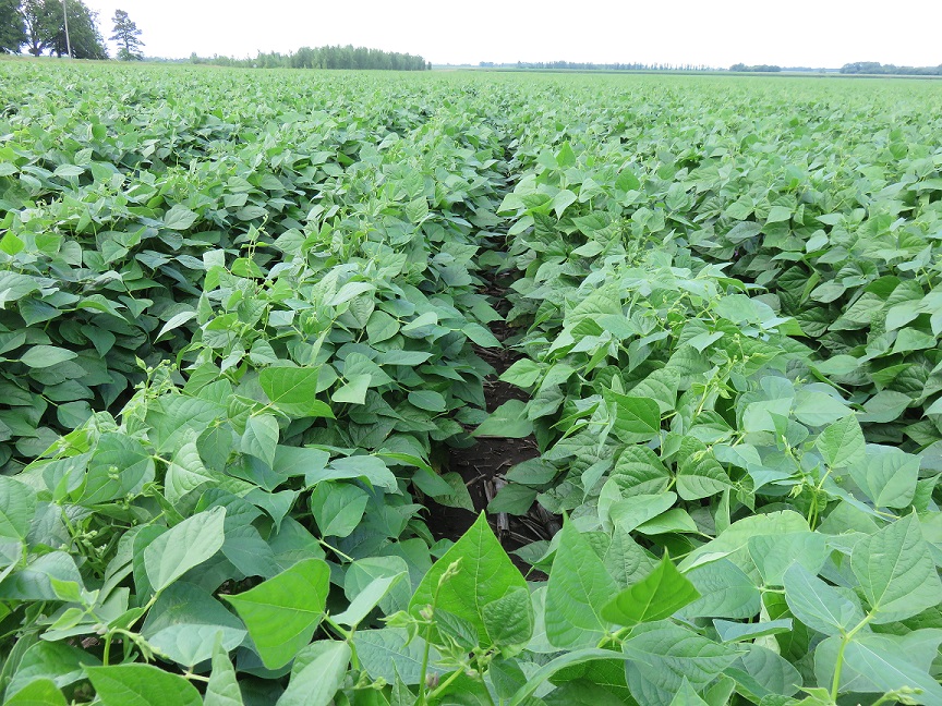 Black Beans, July 12