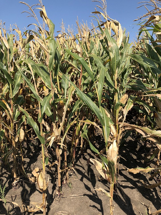 Corn, September 8