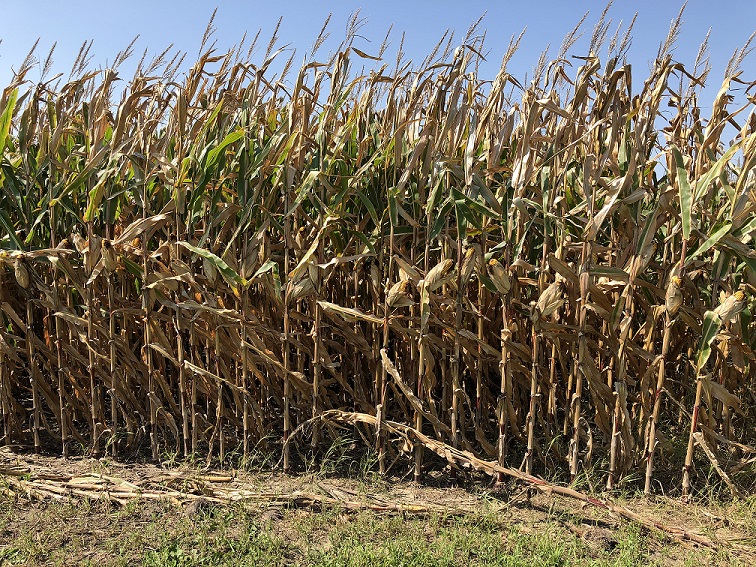 Corn, September 8