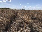 Black Beans Sept 25, Planted June 6