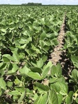 Soybeans July 7, Planted May 2