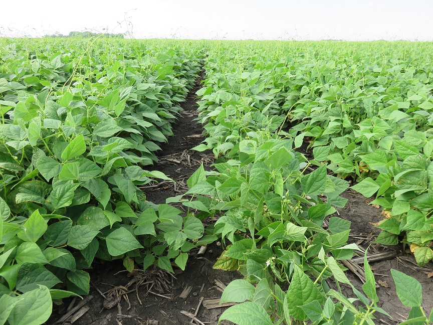 Navy Beans, July 12