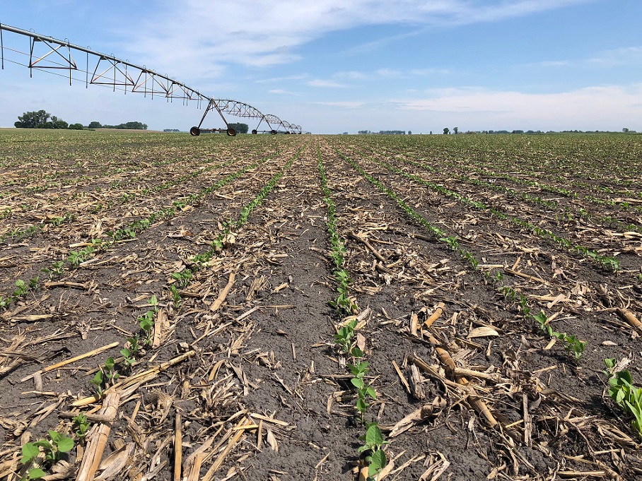 Soybeans, June 1