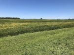 Soybeans September 2, Planted May 12